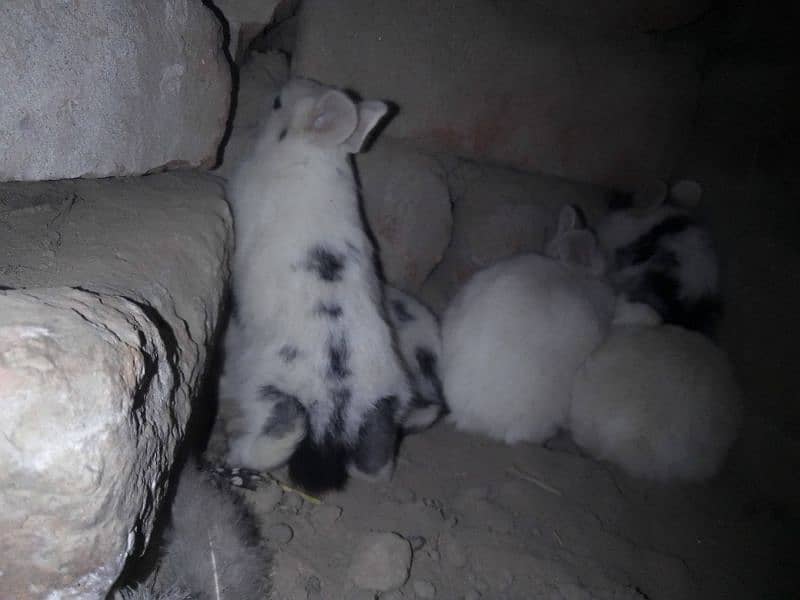 rabbits for sale 4