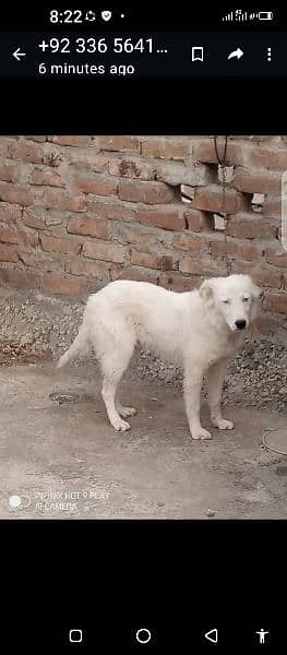 bhi russian dog hai fresh new friendly hai urgent sale karha hon 2