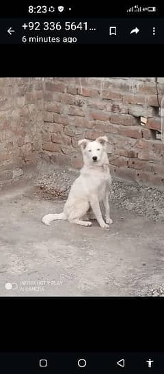 bhi russian dog hai fresh new friendly hai urgent sale karha hon