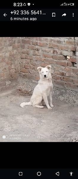 bhi russian dog hai fresh new friendly hai urgent sale karha hon 4