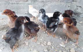 Pure Aseel Chicks for Sale (03108771304)