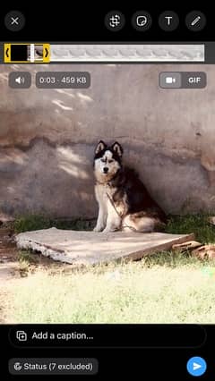 Siberian husky dog wolly coat top quality adult male for sale
