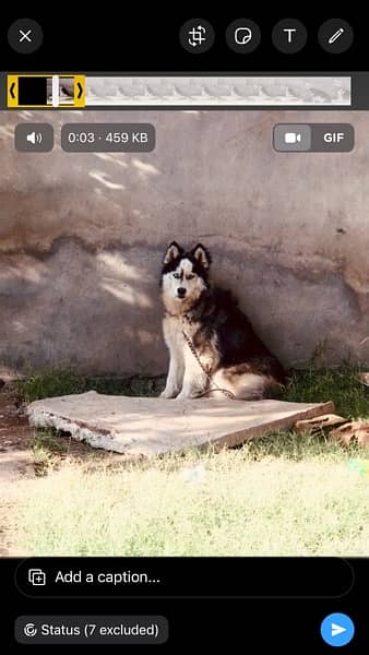 Siberian husky dog wolly coat top quality adult male for sale 0