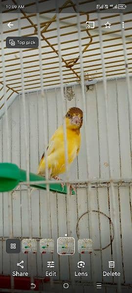canary available with cage 6