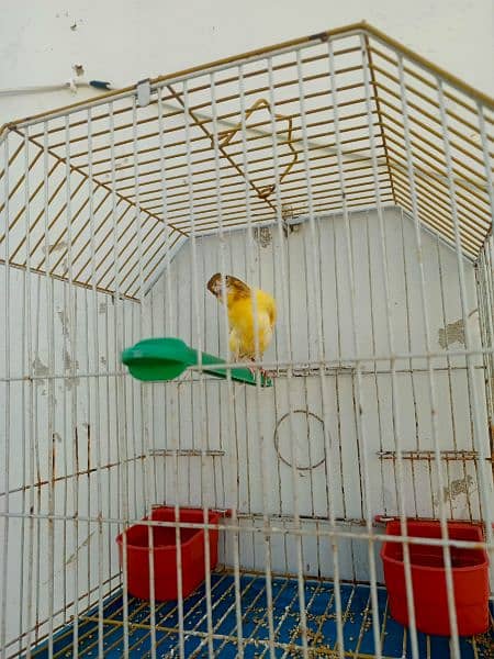 canary available with cage 7