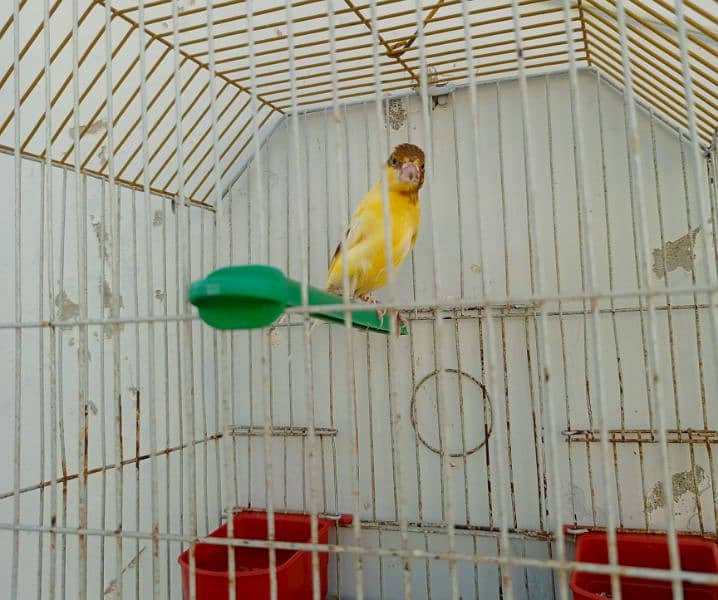 canary available with cage 8