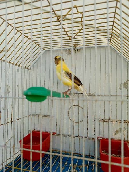 canary available with cage 9