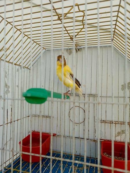 canary available with cage 10