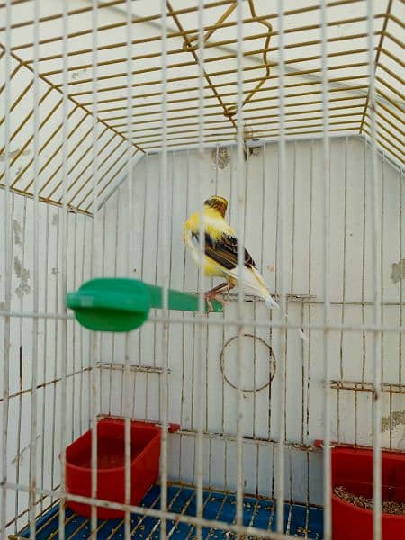 canary available with cage 11