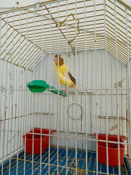 canary available with cage 12