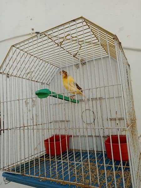 canary available with cage 4