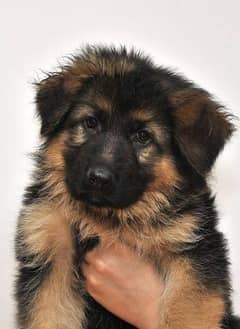 Top quality German Shepherd long coat puppies from champion blood line