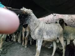 pair Gori of sheep bht munasib rate
