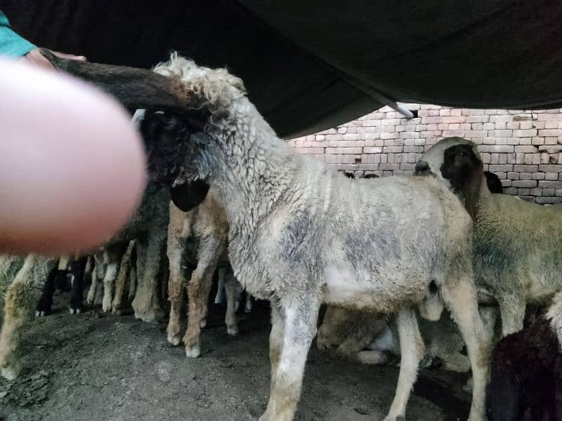pair Gori of sheep bht munasib rate 1