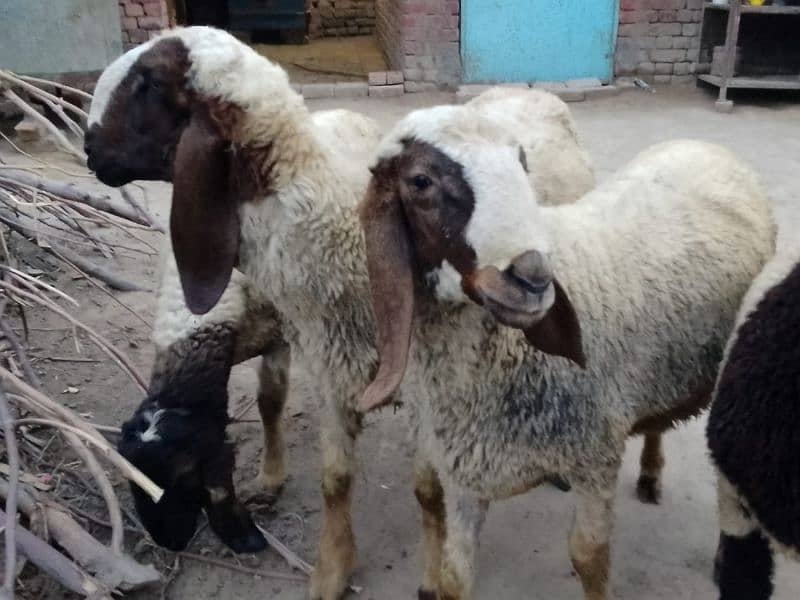 pair Gori of sheep bht munasib rate 2