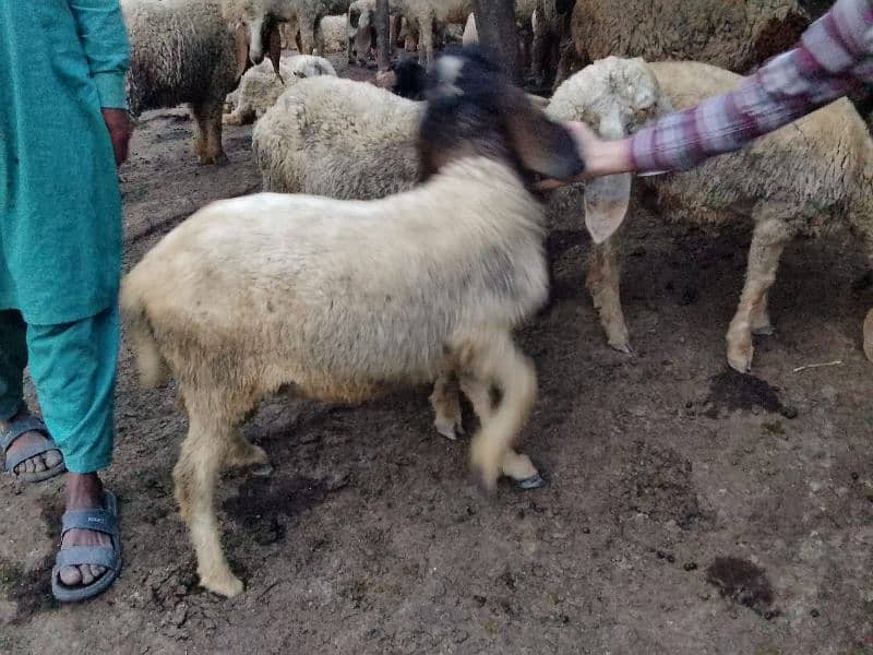 pair Gori of sheep bht munasib rate 3