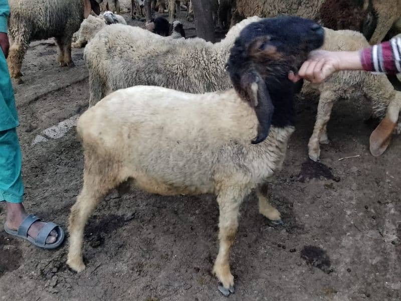 pair Gori of sheep bht munasib rate 4