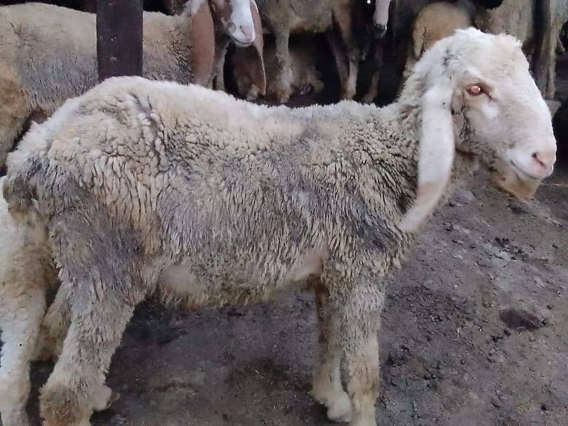 pair Gori of sheep bht munasib rate 5