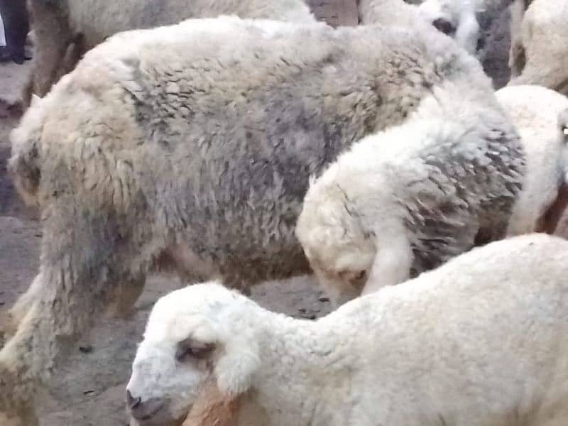 pair Gori of sheep bht munasib rate 6