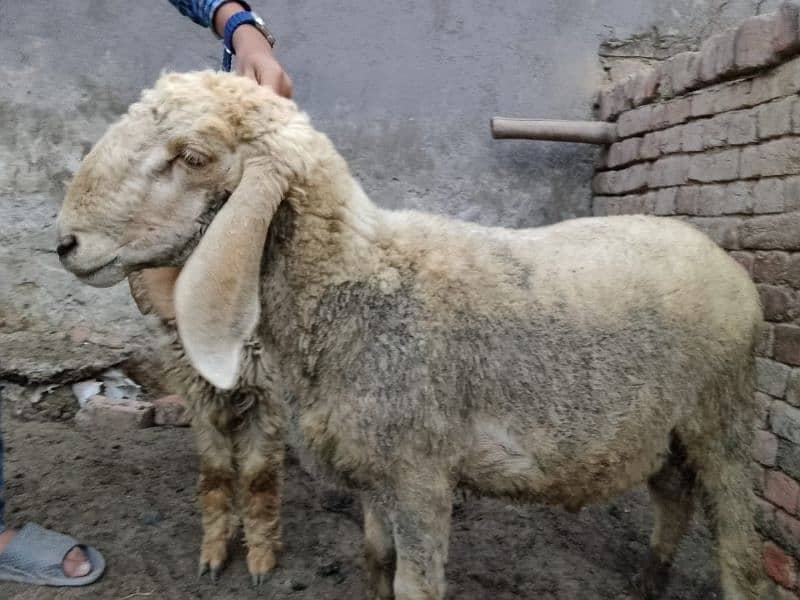 pair Gori of sheep bht munasib rate 7