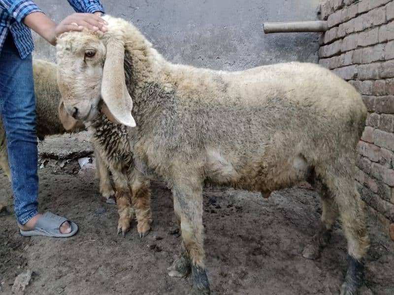 pair Gori of sheep bht munasib rate 8