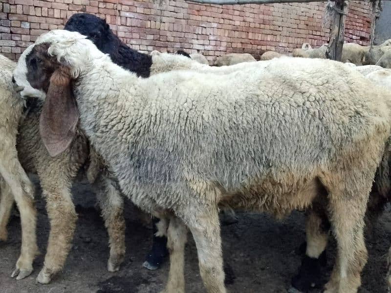 pair Gori of sheep bht munasib rate 9