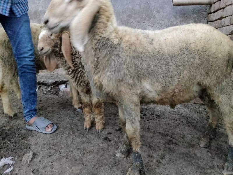 pair Gori of sheep bht munasib rate 10