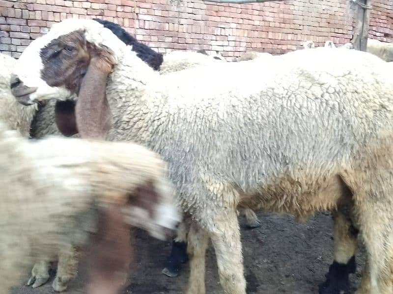 pair Gori of sheep bht munasib rate 11