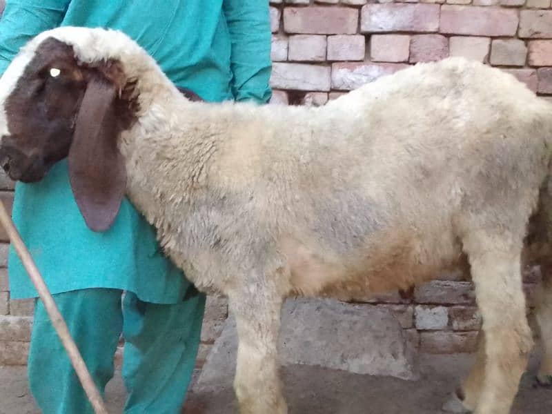 pair Gori of sheep bht munasib rate 12