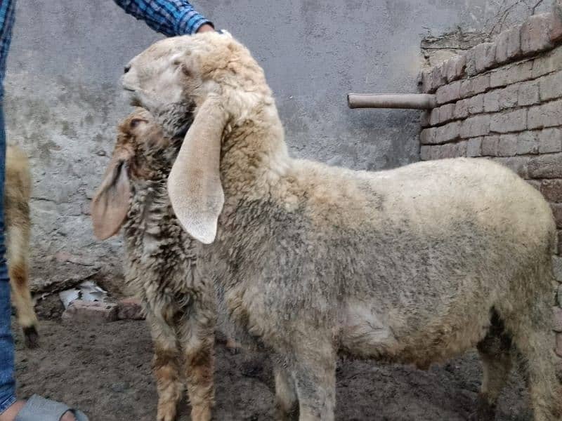 pair Gori of sheep bht munasib rate 13
