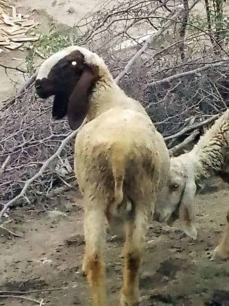 pair Gori of sheep bht munasib rate 14