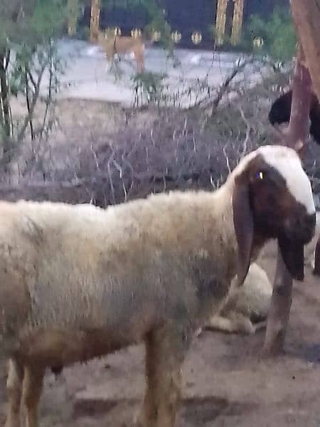 pair Gori of sheep bht munasib rate 15