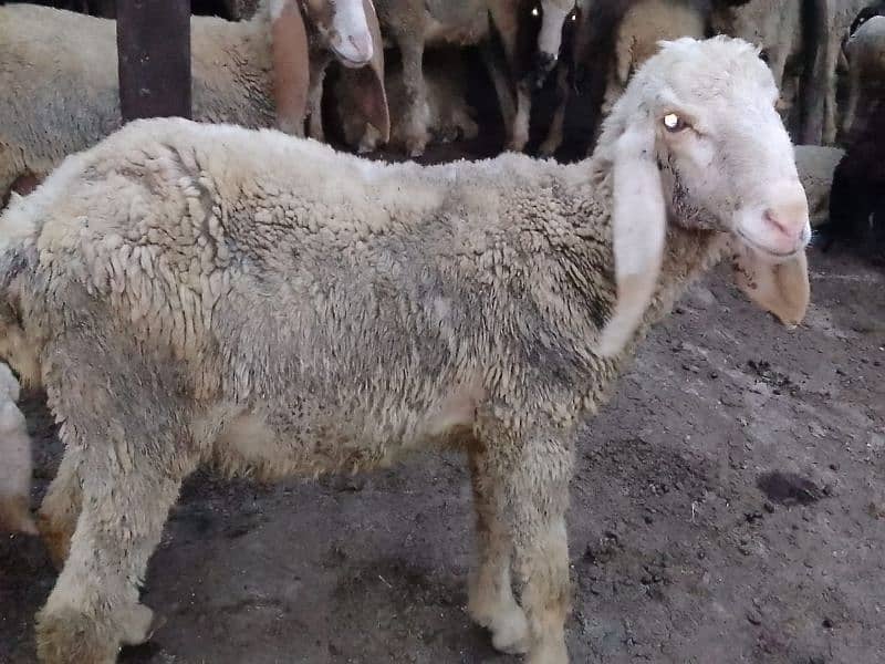 pair Gori of sheep bht munasib rate 16