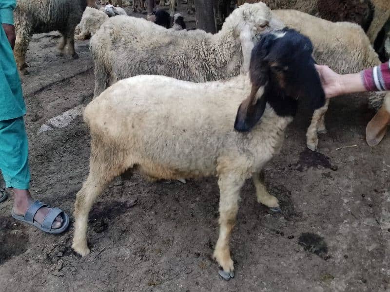 pair Gori of sheep bht munasib rate 17