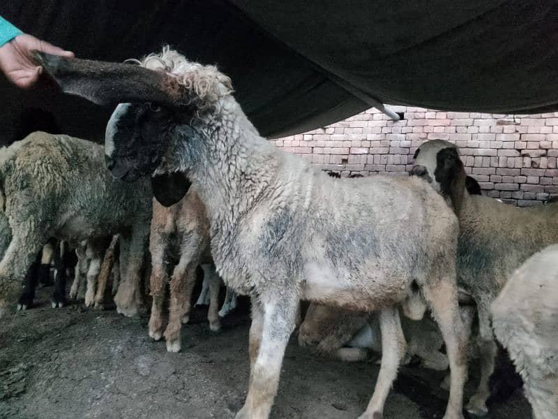 pair Gori of sheep bht munasib rate 18