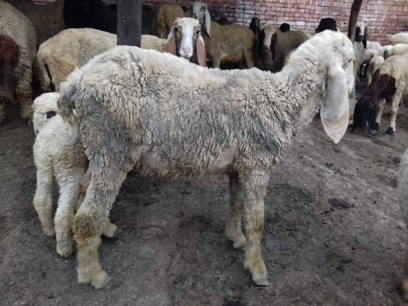 pair Gori of sheep bht munasib rate 19
