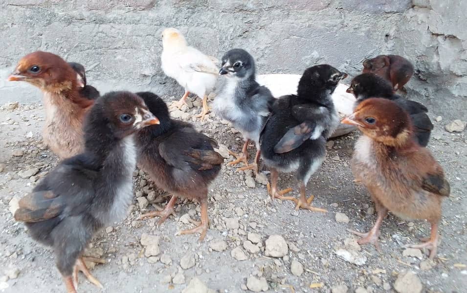Aseel Chicks for Sale 7