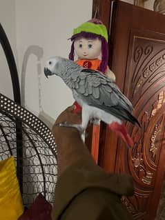 African grey friendly tamed and talktive