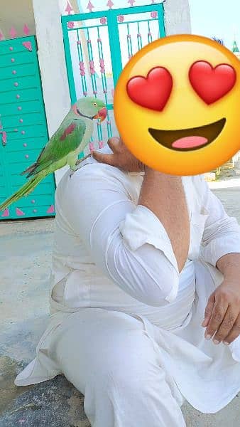 Parrot for sale 2