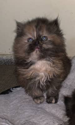 Short Hair Persian Cat