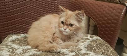 ponch face long coat cat persian cat
