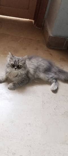 cute Persian cat  sale