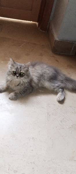 cute Persian cat  sale 0