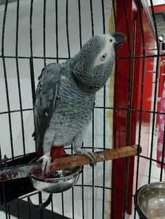 Gray Parrot male full talking machine. . without DNA