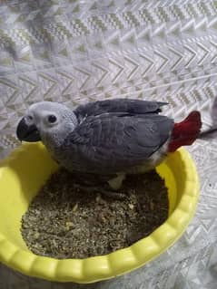 African grey  chick 0