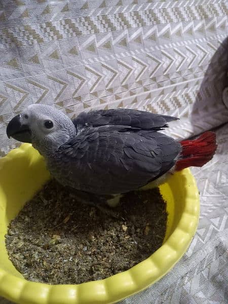African grey  chick 1