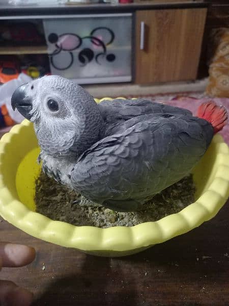 African grey  chick 2