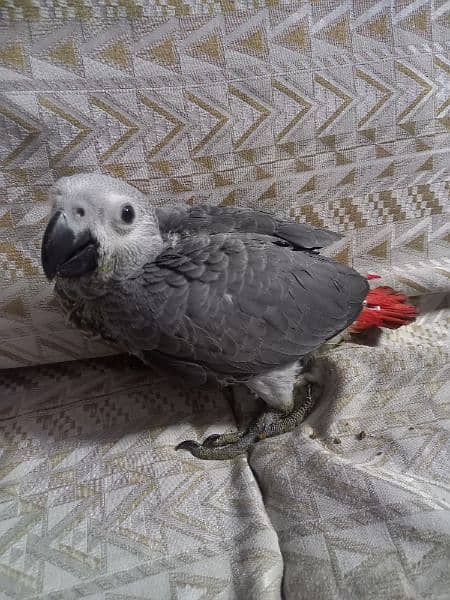 African grey  chick 3