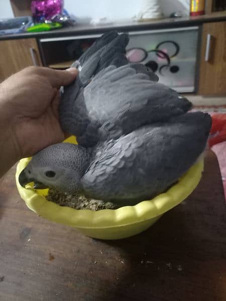 African grey  chick 4