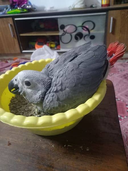 African grey  chick 5